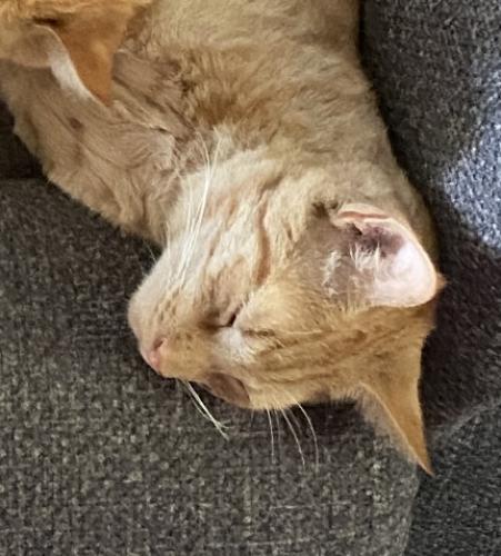 Lost Male Cat last seen Landis Store rd, mt Mary road hill church rd, Boyertown, PA 19512