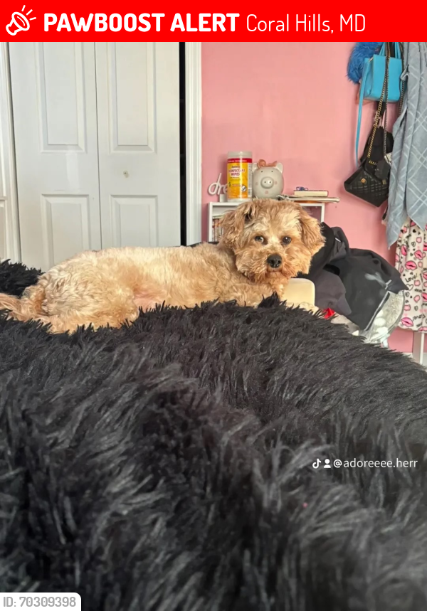 Lost Male Dog last seen Will Street and Nova Street, Coral Hills, MD 20743