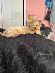 Lost Male Dog last seen Will Street and Nova Street, Coral Hills, MD 20743