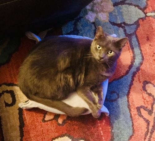 Lost Female Cat last seen Midway Road and Silverleaf, Anderson, SC 29621