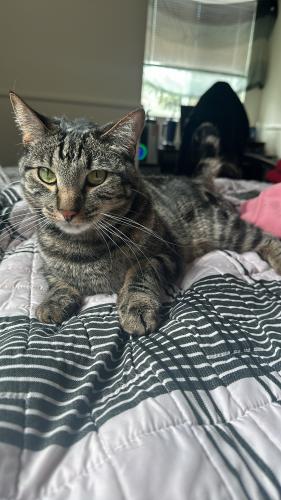 Lost Male Cat last seen Stover neighborhood area, Fort Collins, CO 80525