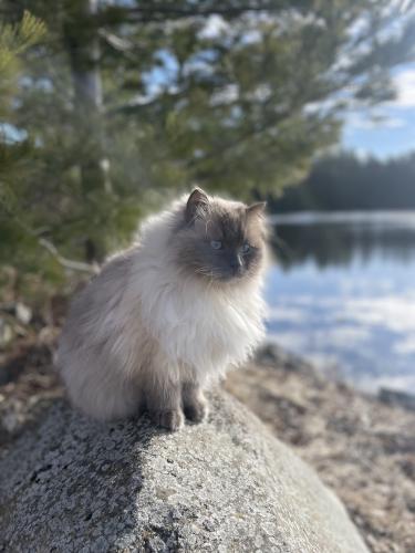 Lost Male Cat last seen Wilson , Montréal, QC 