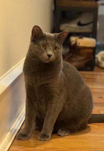 Lost Female Cat last seen Randolph & Fitzwater, by the Rite-Aid , Philadelphia, PA 19147