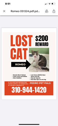 Lost Male Cat last seen 7th and mesa, Los Angeles, CA 90731