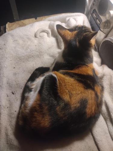 Lost Female Cat last seen Verde & Cleveland , Groves, TX 77619