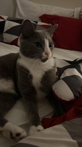 Lost Male Cat last seen Near with Michigan ave Kissimmee Florida , Kissimmee, FL 34744