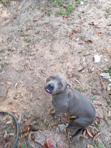 Lost Male Dog last seen Mackie Lane and Bayone near South Park mall, Shreveport, LA 71118