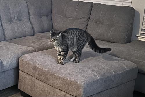 Lost Male Cat last seen Desco ln & Carrier pkwy , Grand Prairie, TX 75051