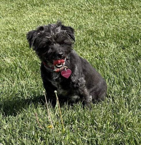 Lost Female Dog last seen 3200W 4000 S, West Valley City, UT 84119