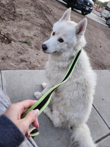 Found/Stray Unknown Dog last seen Placentia, Perris, CA 92571