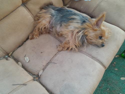 Lost Male Dog last seen Tropical  Palm  hotel , Clearwater, FL 33762