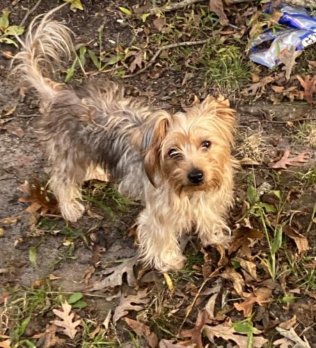 Lost Female Dog last seen Julian Lane and Olive Histoey Way (new neighborhood) , Clayton, NC 27520
