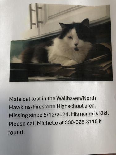 Lost Male Cat last seen Firestone High School , Akron, OH 44313