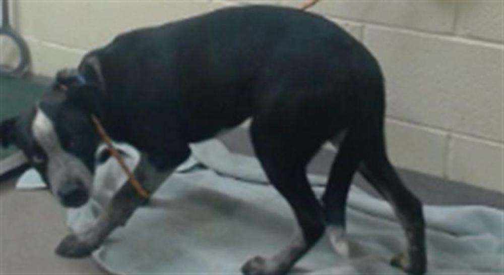 Shelter Stray Male Dog last seen Near BLOCK W BAYAUD AVE, DENVER CO 80223, Denver, CO 80223