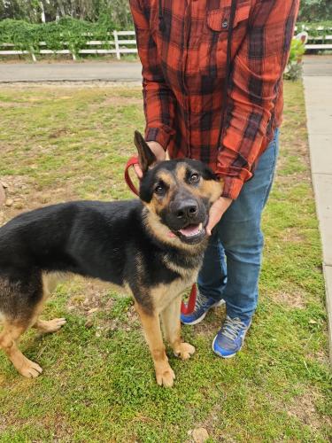 Found/Stray Male Dog last seen Devore Rd, San Bernardino, CA 92407