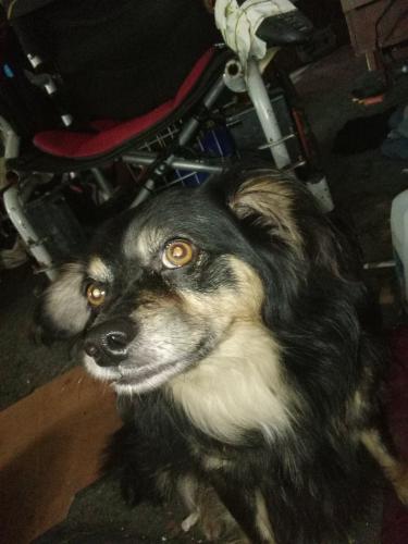 Lost Male Dog last seen Near and 1138, Nevada, TX 75173