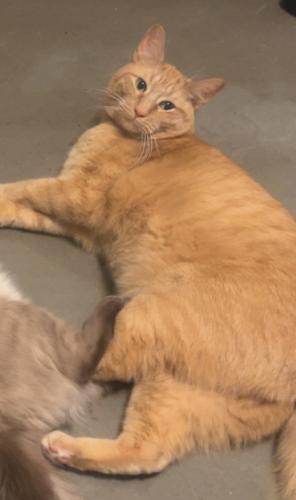 Lost Male Cat last seen Washington Ave N and 6th Ave N, Minneapolis, MN 55401
