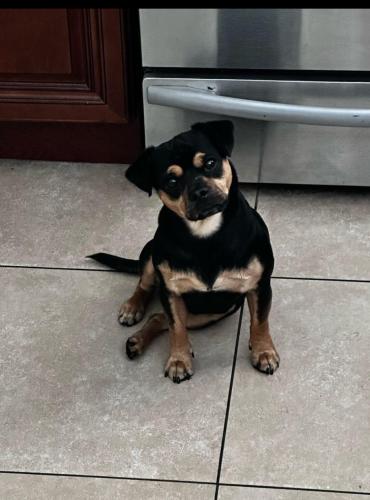 Lost Male Dog last seen Cherry and pch, Long Beach, CA 90803