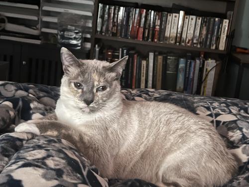 Lost Female Cat last seen Madrona Ave S, Salem OR 97302 , Salem, OR 97302