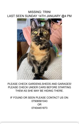 Lost Female Cat last seen E7 9AP, Greater London, England E7