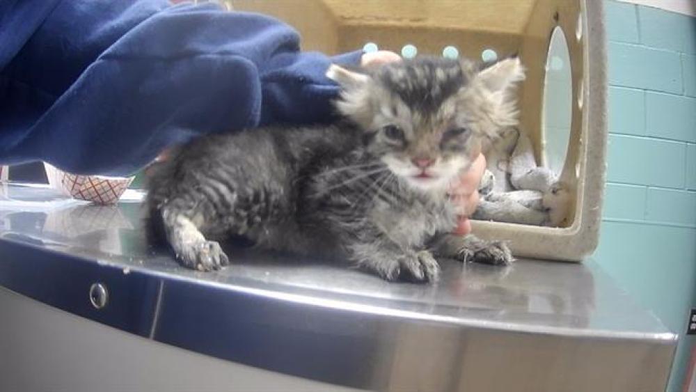 Shelter Stray Male Cat last seen Near BLOCK S CONTI CIR, SUN VALLEY NV 89433, Reno, NV 89502