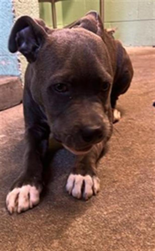 Shelter Stray Male Dog last seen FRONT ST & U ST, Sacramento, CA 95818