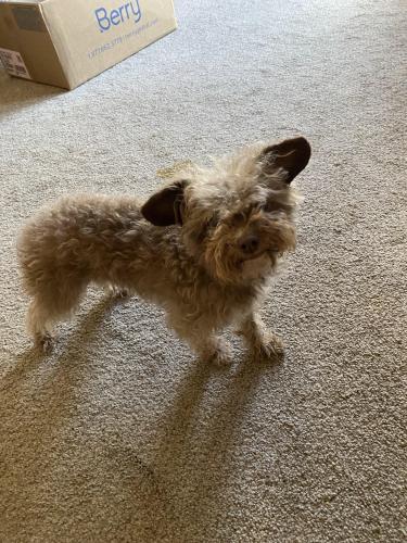 Found/Stray Female Dog last seen Auburn Blvd, Citrus Heights, CA 95621