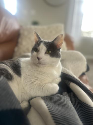 Lost Female Cat last seen Countryside grove and Jimmy camp rd, Fountain, CO 80817
