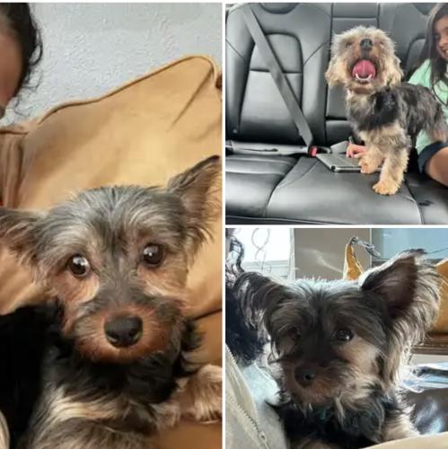 Lost Female Dog last seen Cantrell Sansom Rd., Fort Worth, TX 76131