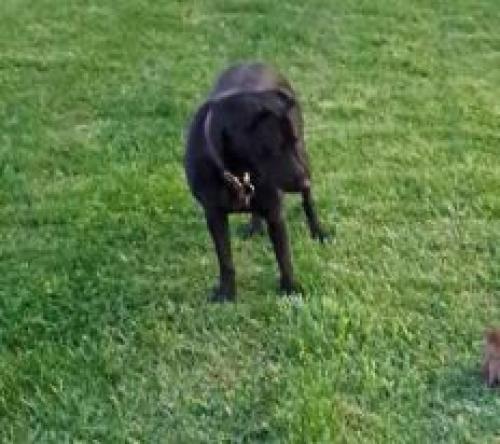 Lost Female Dog last seen leestown road frankfort ky, Midway, KY 40347