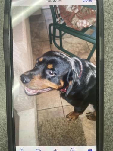 Lost Male Dog last seen Lake Lindsey Rd, Brooksville, FL 34601