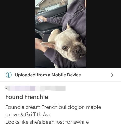 Found/Stray Female Dog last seen Maple Grove la puente, Valinda, CA 91744