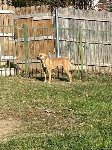 Lost Male Dog last seen Chisos Rim Trl and Arcadia Park Dr, Fort Worth, TX 76244