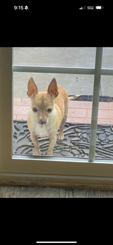Lost Male Dog last seen Near Orange ave south gate ca 90280, South Gate, CA 90280
