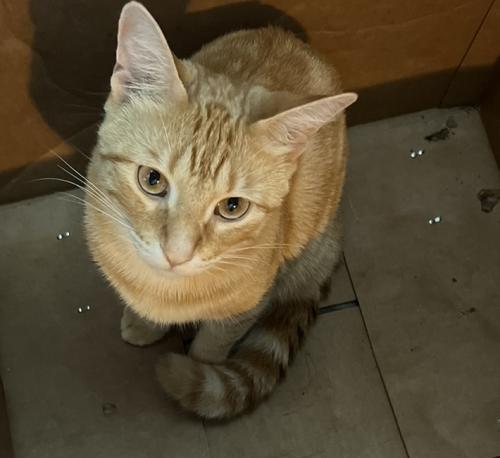 Lost Male Cat last seen Last seen on 57th and California around 11pm. He had a small fleck of green pain on his forehead when he went missing, Chicago, IL 60629