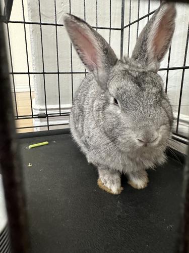 Found/Stray Unknown Rabbit last seen Nita Ln and Airport Freeway, Euless, TX 76040