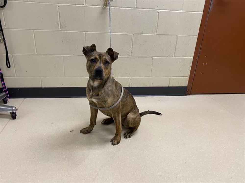 Shelter Stray Female Dog last seen Near BLOCK W SILVER SPRING DR, West Milwaukee, WI 53215
