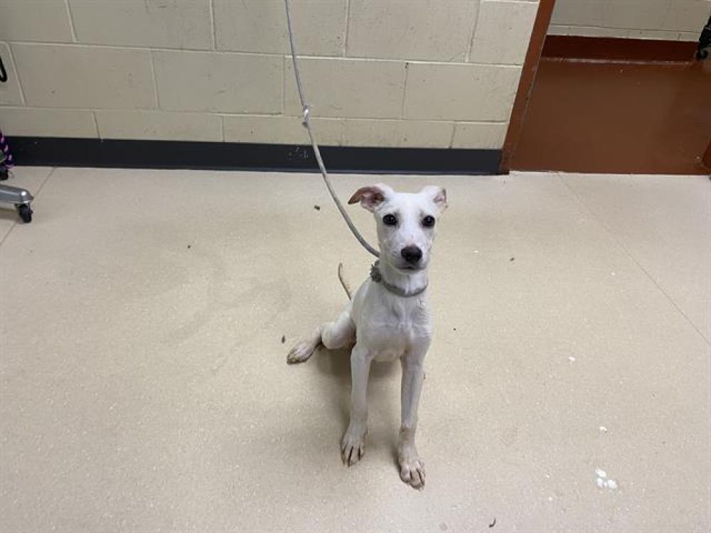 Shelter Stray Male Dog last seen Near BLOCK W SILVER SPRING DR, West Milwaukee, WI 53215