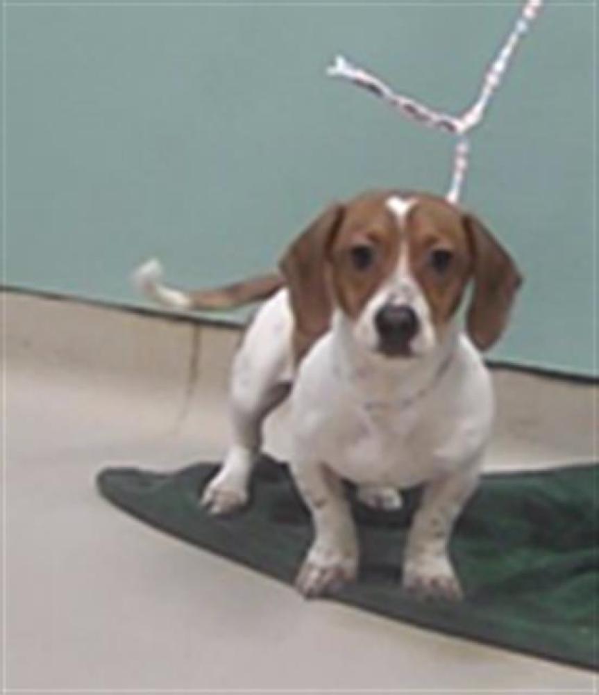 Shelter Stray Male Dog last seen 7TH / YUKON DR, SUN VALLEY NV 89433, Reno, NV 89502