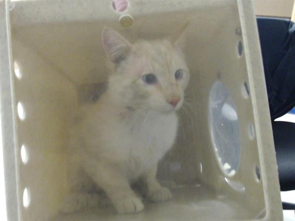 Shelter Stray Male Cat last seen Near BLOCK MEDGAR AVE, RENO NV 89506, Reno, NV 89502