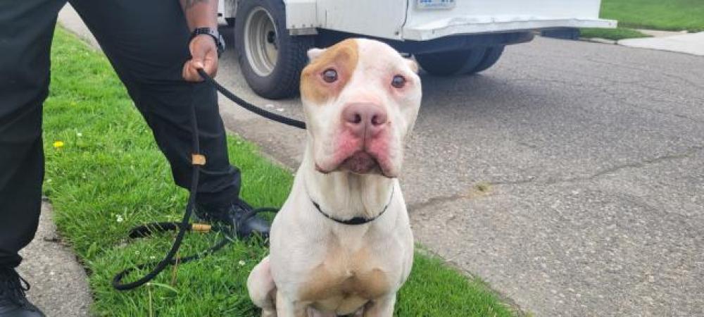 Shelter Stray Male Dog last seen Near BLOCK FERGUSON ST, DETROIT, MI 48227, Detroit, MI 48211