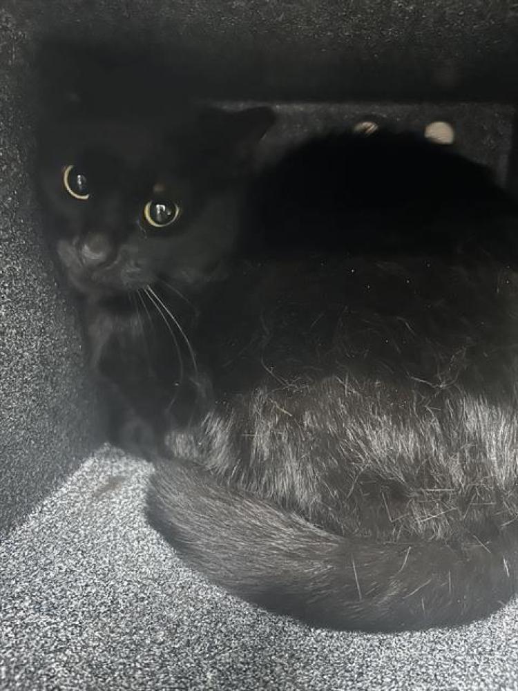 Shelter Stray Unknown Cat last seen ST CHARLES CO, St. Peters, MO 63376