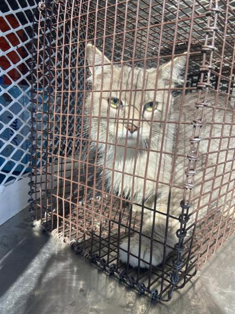 Shelter Stray Male Cat last seen Near BLOCK ADENA ST, BAKERSFIELD CA 93306, Bakersfield, CA 93308
