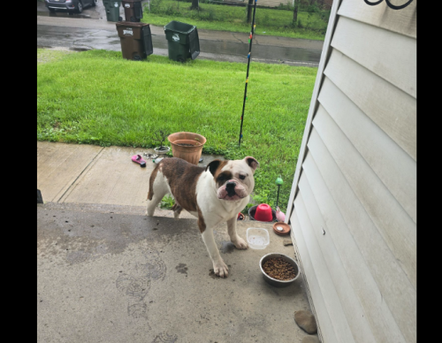 Found/Stray Male Dog last seen Berrell Ave, Columbus, OH 43211