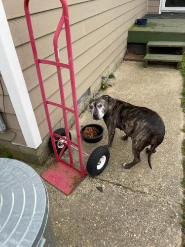 Lost Female Dog last seen 20th street in Bayonne , Bayonne, NJ 07002