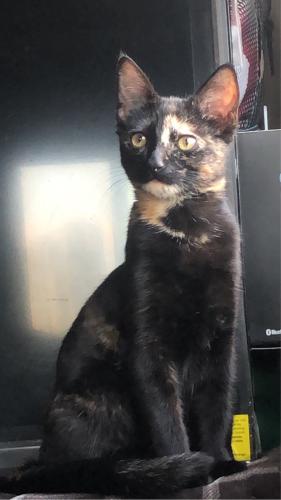Lost Female Cat last seen 15th st, Burnaby, BC V3N 3A3