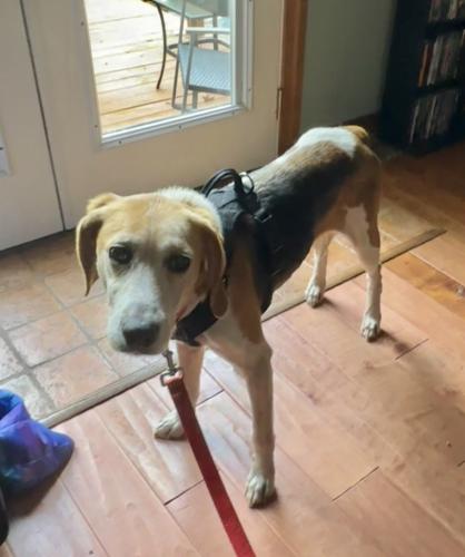 Lost Female Dog last seen At the dead end court at the bottom of the hill, Mechanicsville, VA 23111