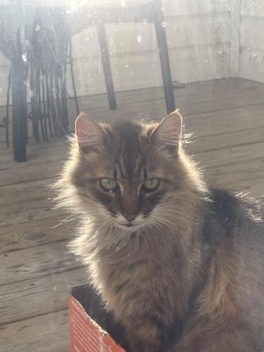 Lost Male Cat last seen Riverfront Place apmts, Wilmington, NC 28412