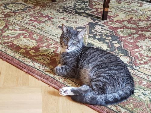 Lost Male Cat last seen Riverside Drive, West End Ave, New York, NY 10025