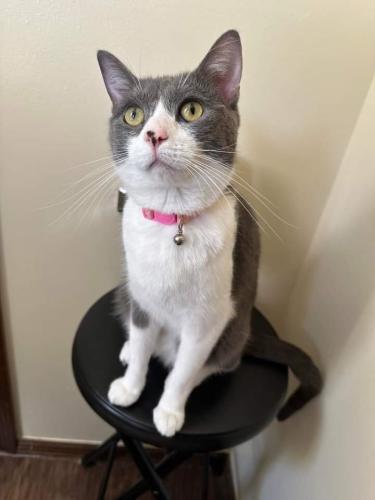 Lost Female Cat last seen Bluff View Dr Willis Tx 77318 , Montgomery County, TX 77318